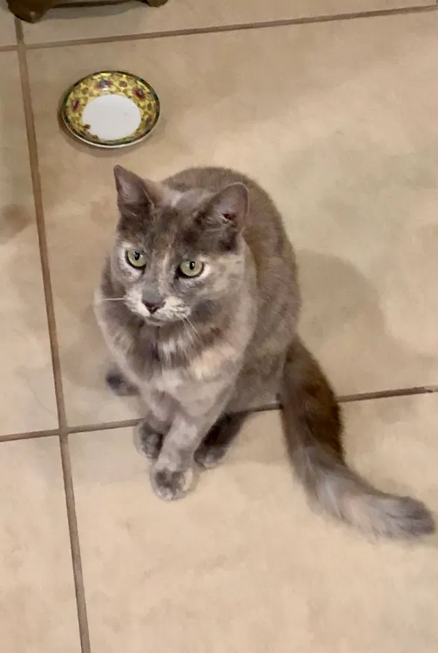 Lost cat in Fairfield, CA, 94533