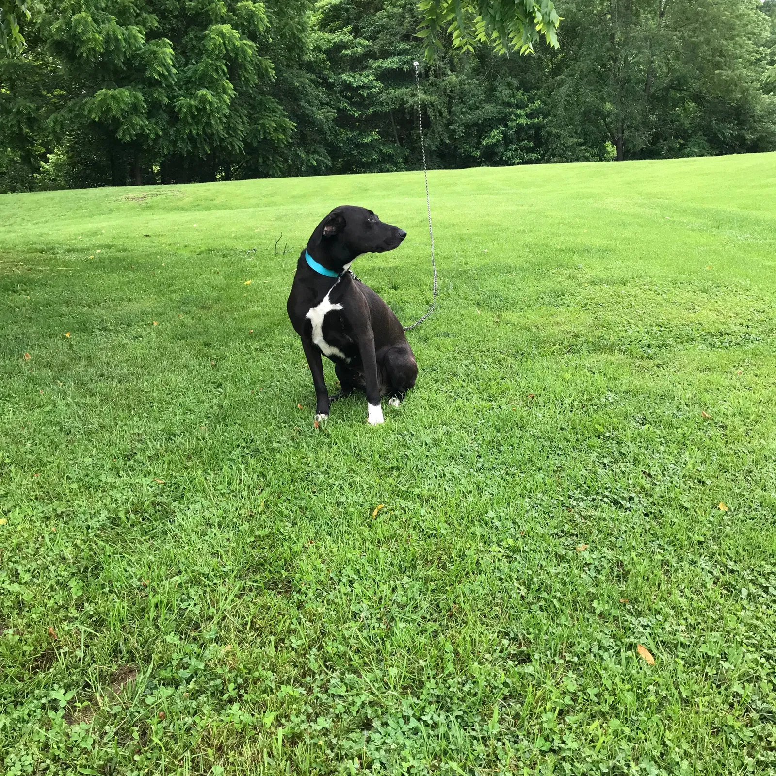 Lost dog in Solsberry, IN, 47459