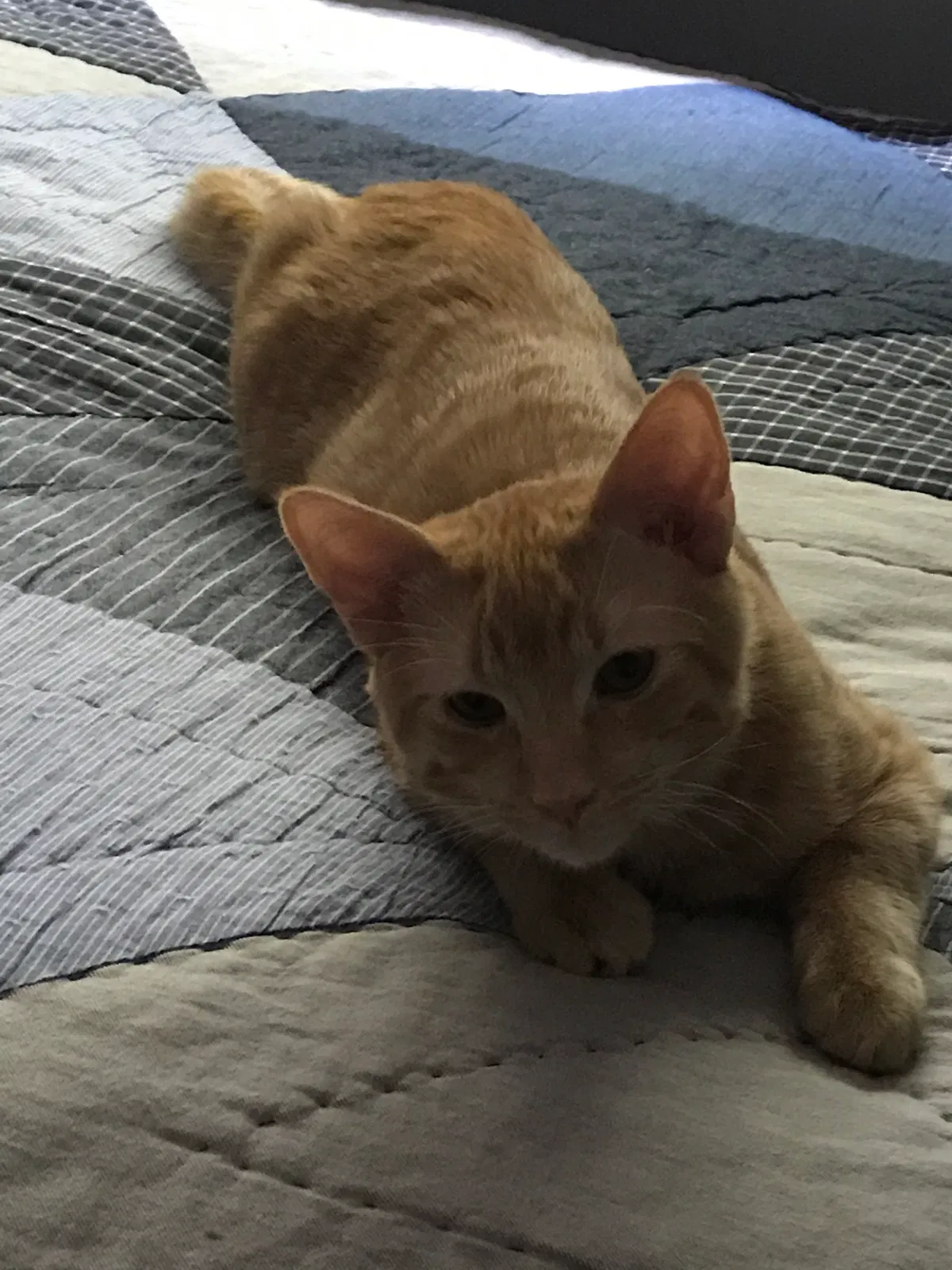 Lost cat in Redondo Beach, CA, 90277