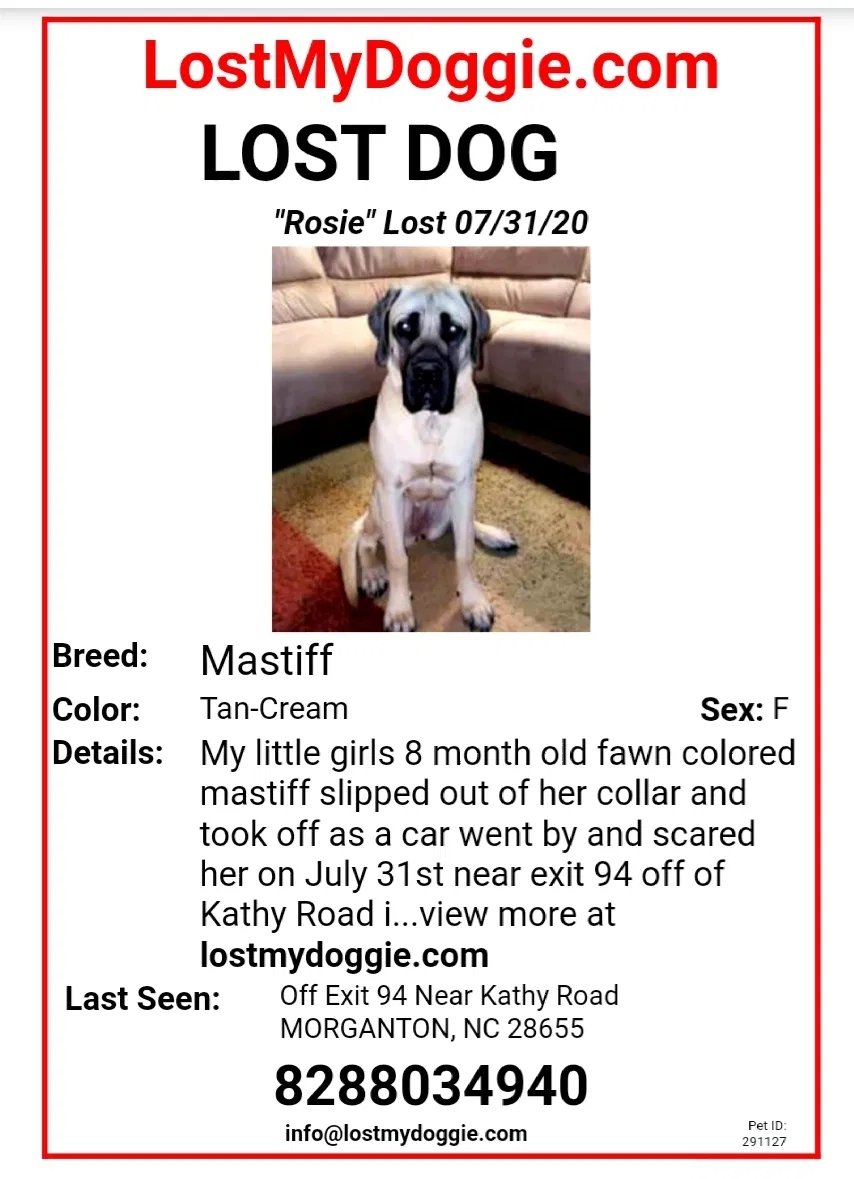 Lost dog in Morganton, NC, 28655