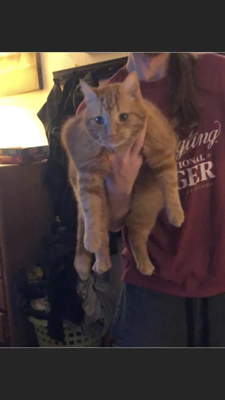 Lost cat in Pittsburgh, PA, 15210