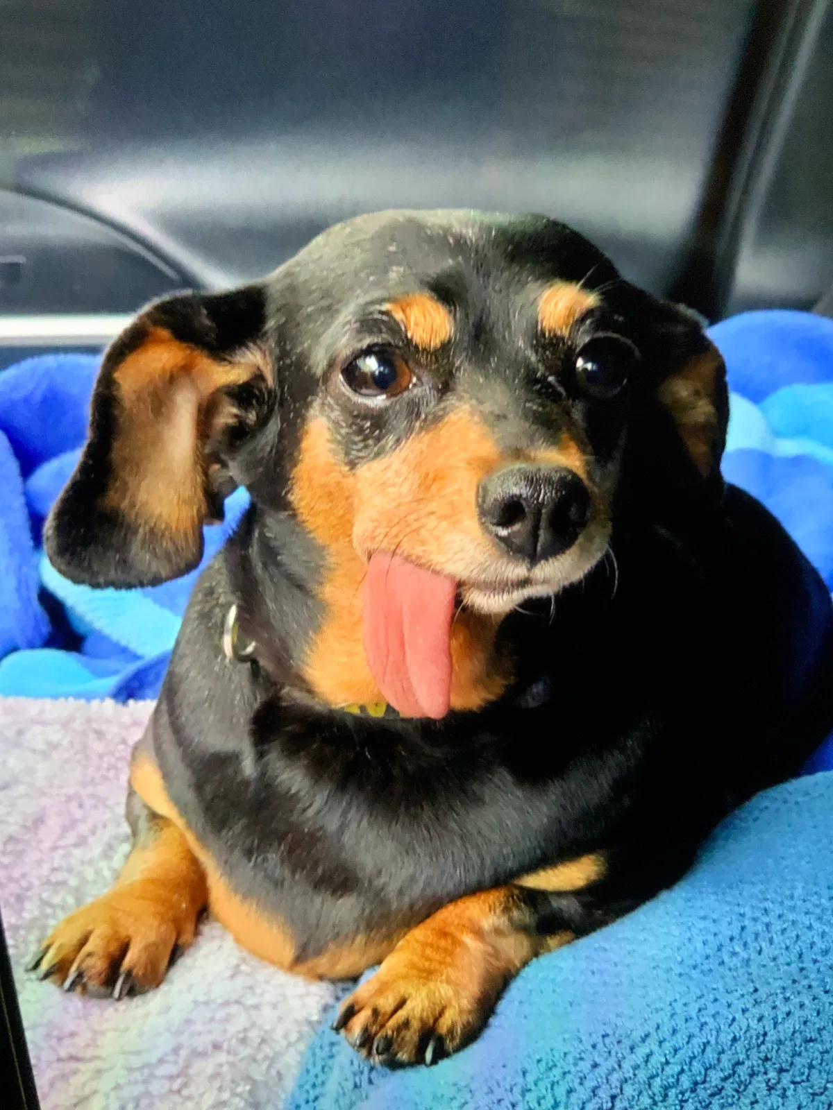Lost dog in Johnston, IA, 50131