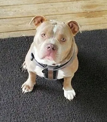 Lost dog in Montgomery, AL, 36110