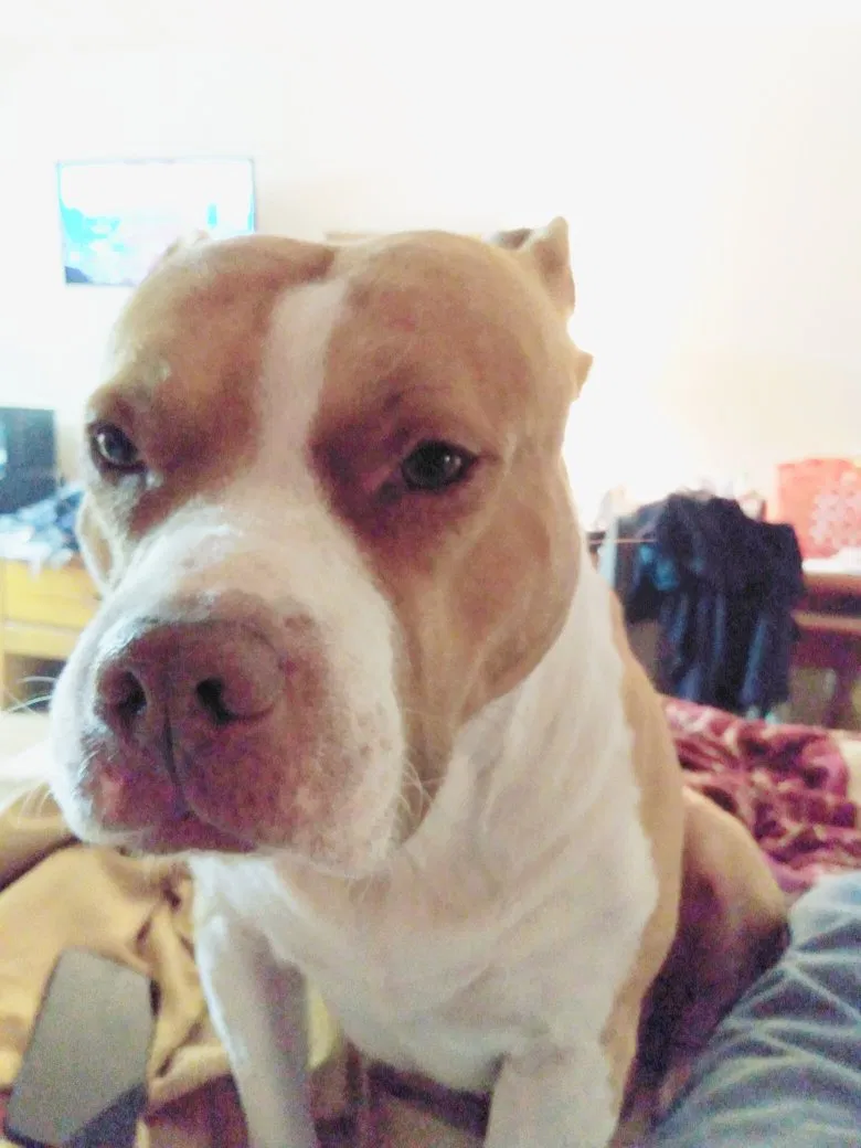 Lost dog in Acworth, GA, 30102