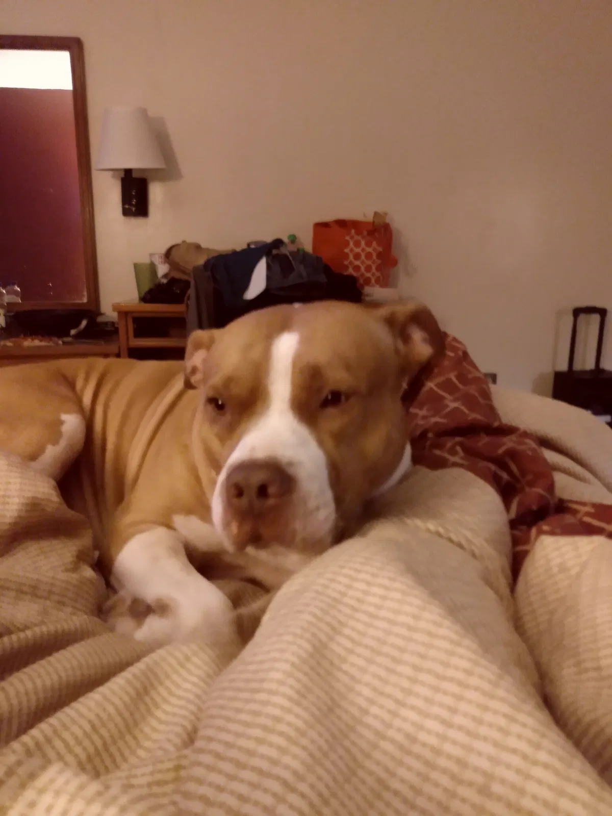 Lost dog in Acworth, GA, 30102
