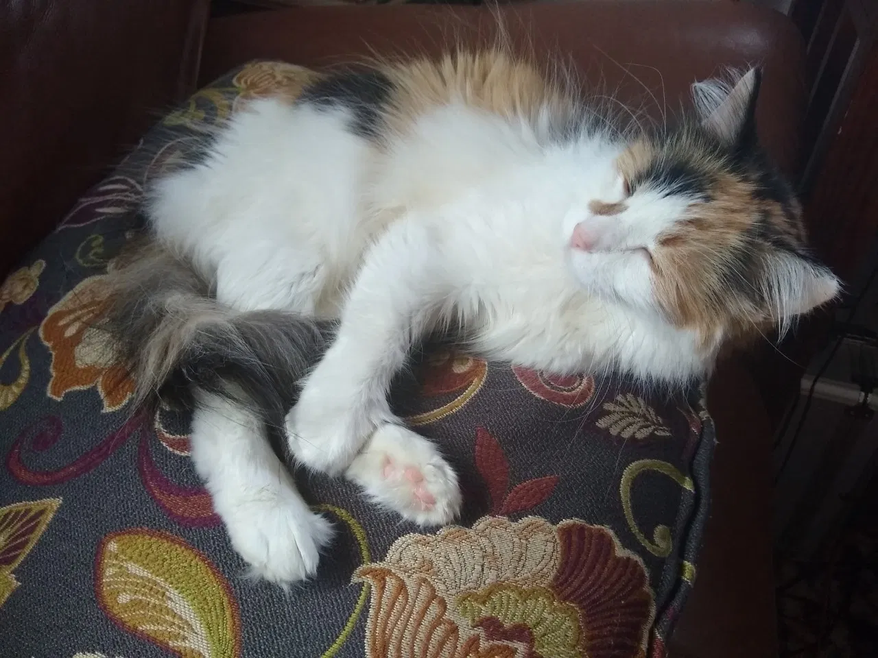 Lost cat in Minneapolis, MN, 55412