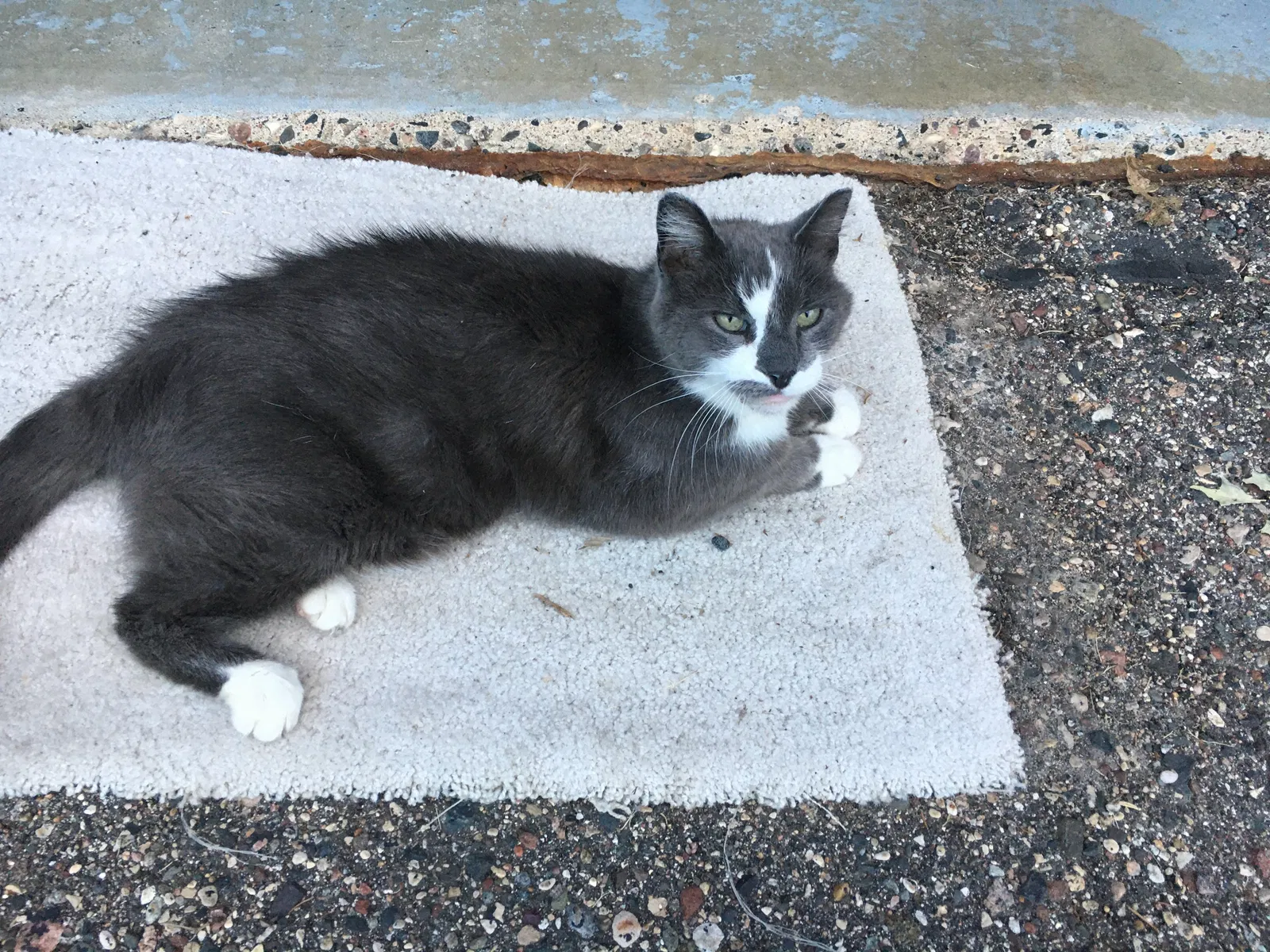 Lost cat in Prior Lake, MN, 55372