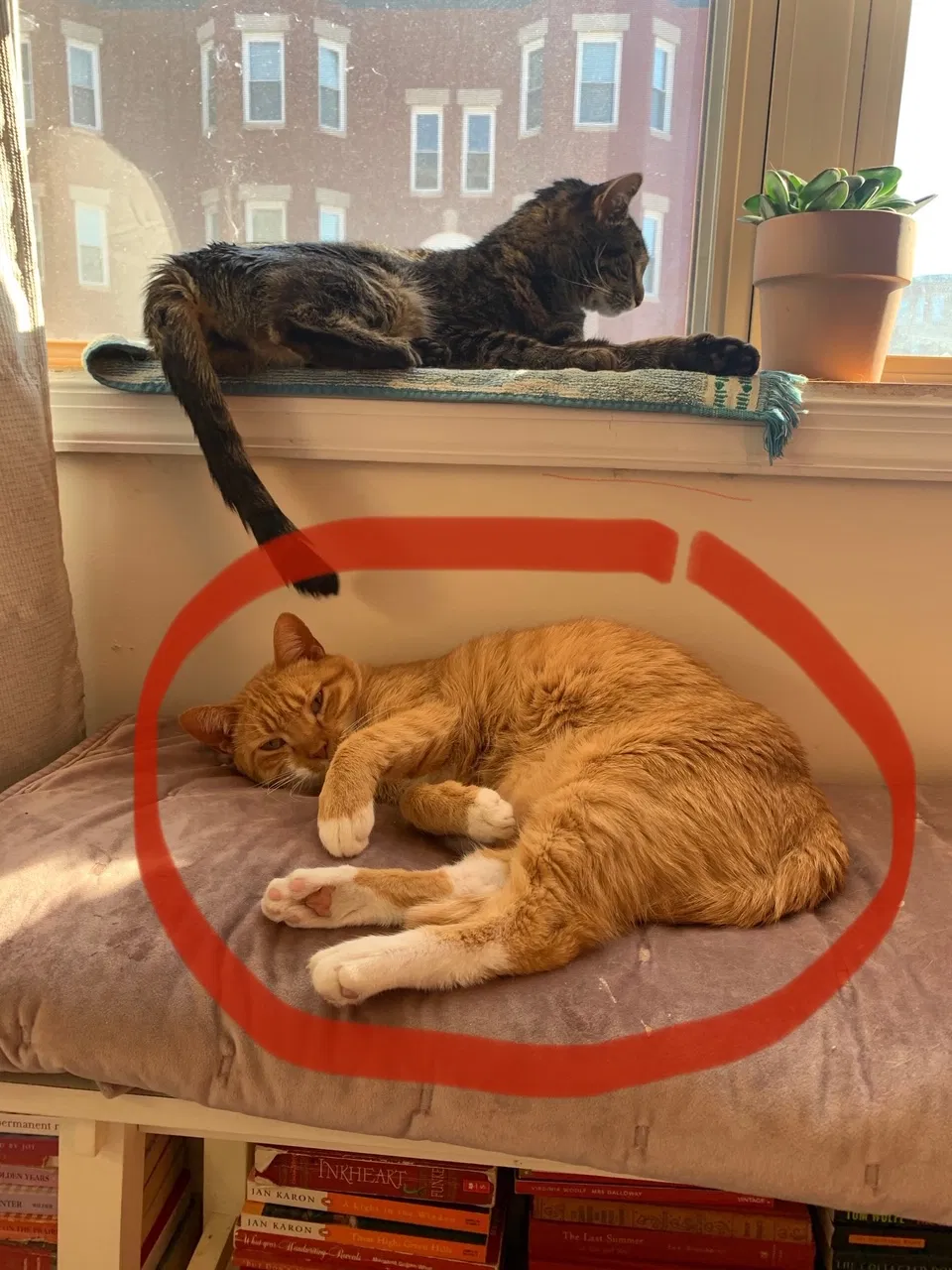 Lost cat in Baltimore, MD, 21217