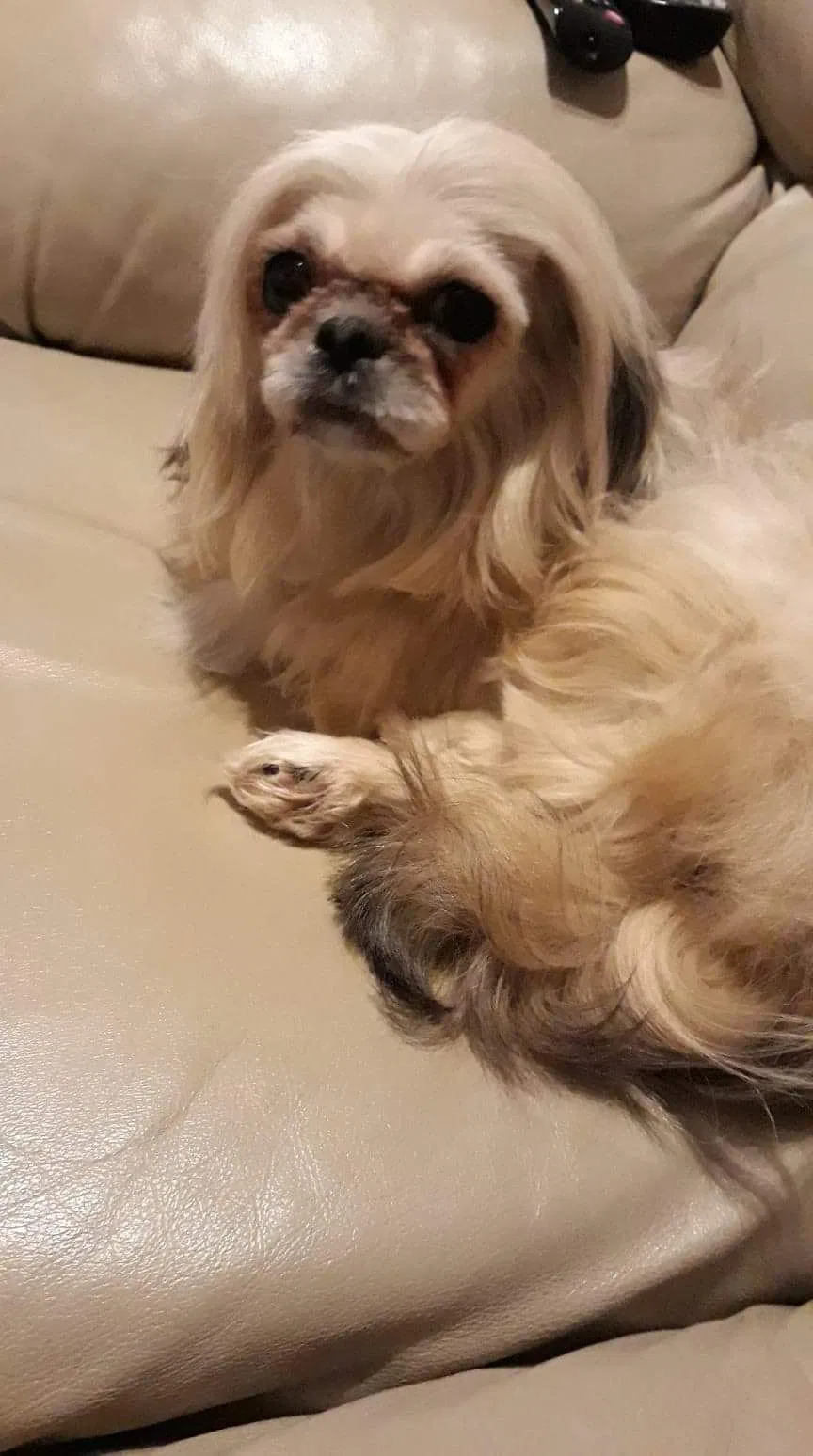 Lost dog in Montvale, NJ, 7645