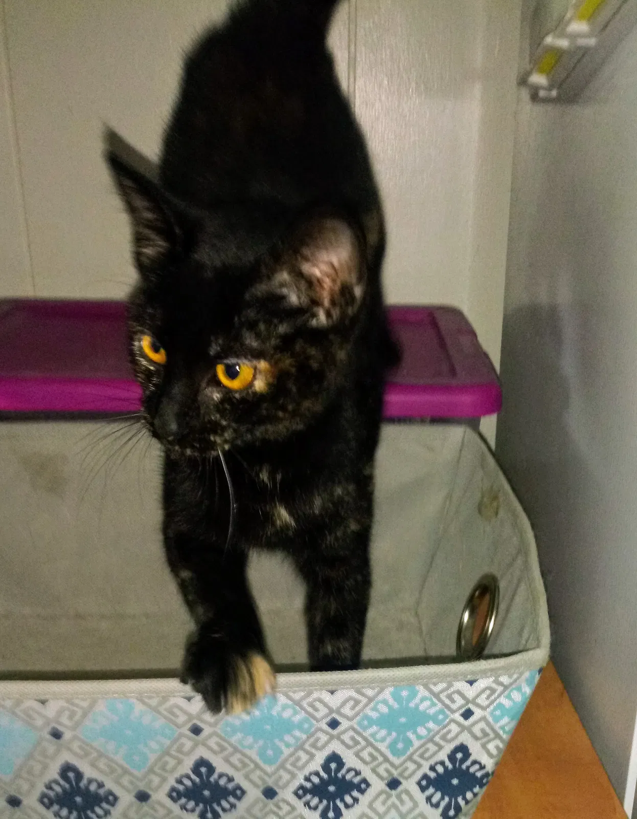 Found cat in Fairborn, OH, 45324