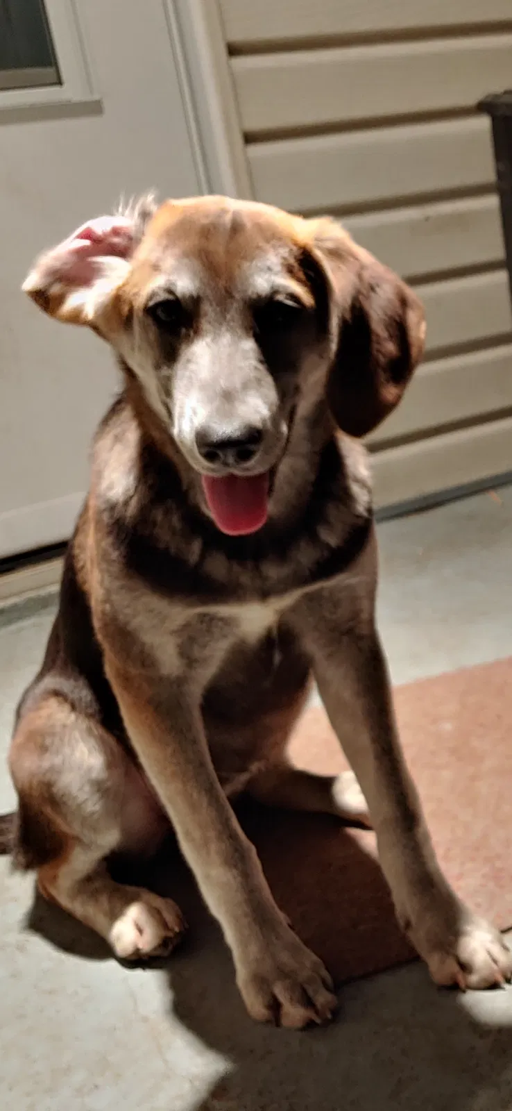 Lost dog in Saint Louis, MO, 63116