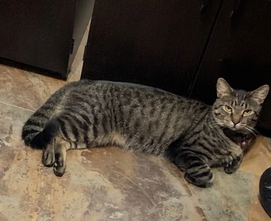 Lost cat in Phoenix, AZ, 85053