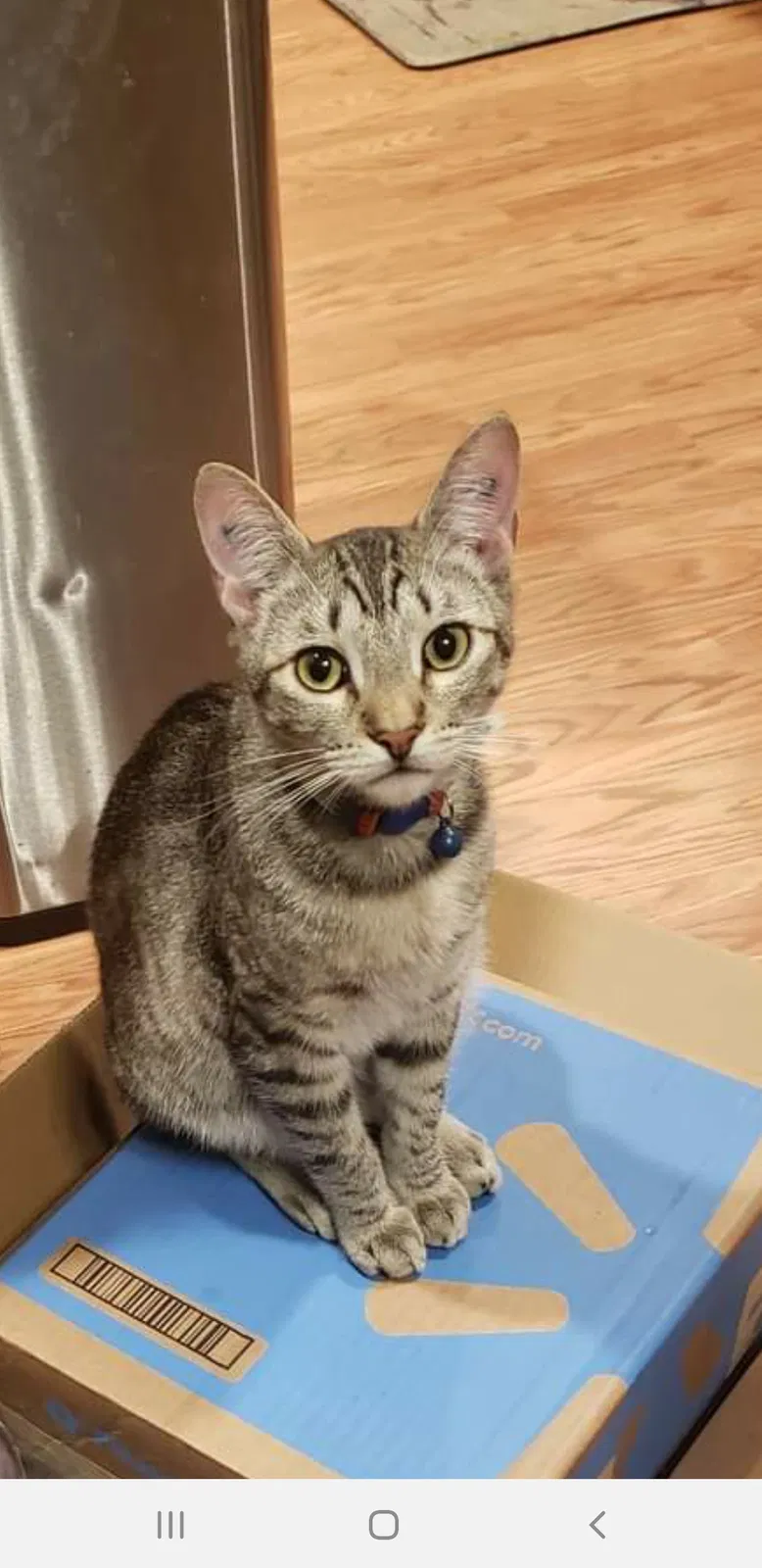 Lost cat in Port Orchard, WA, 98366