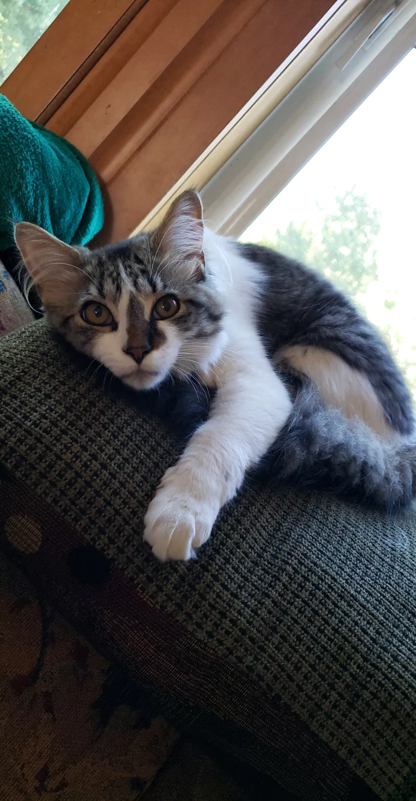 Lost cat in Farmington, MN, 55024