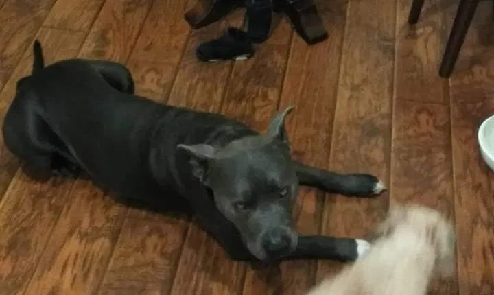 Lost dog in Orlando, FL, 32817