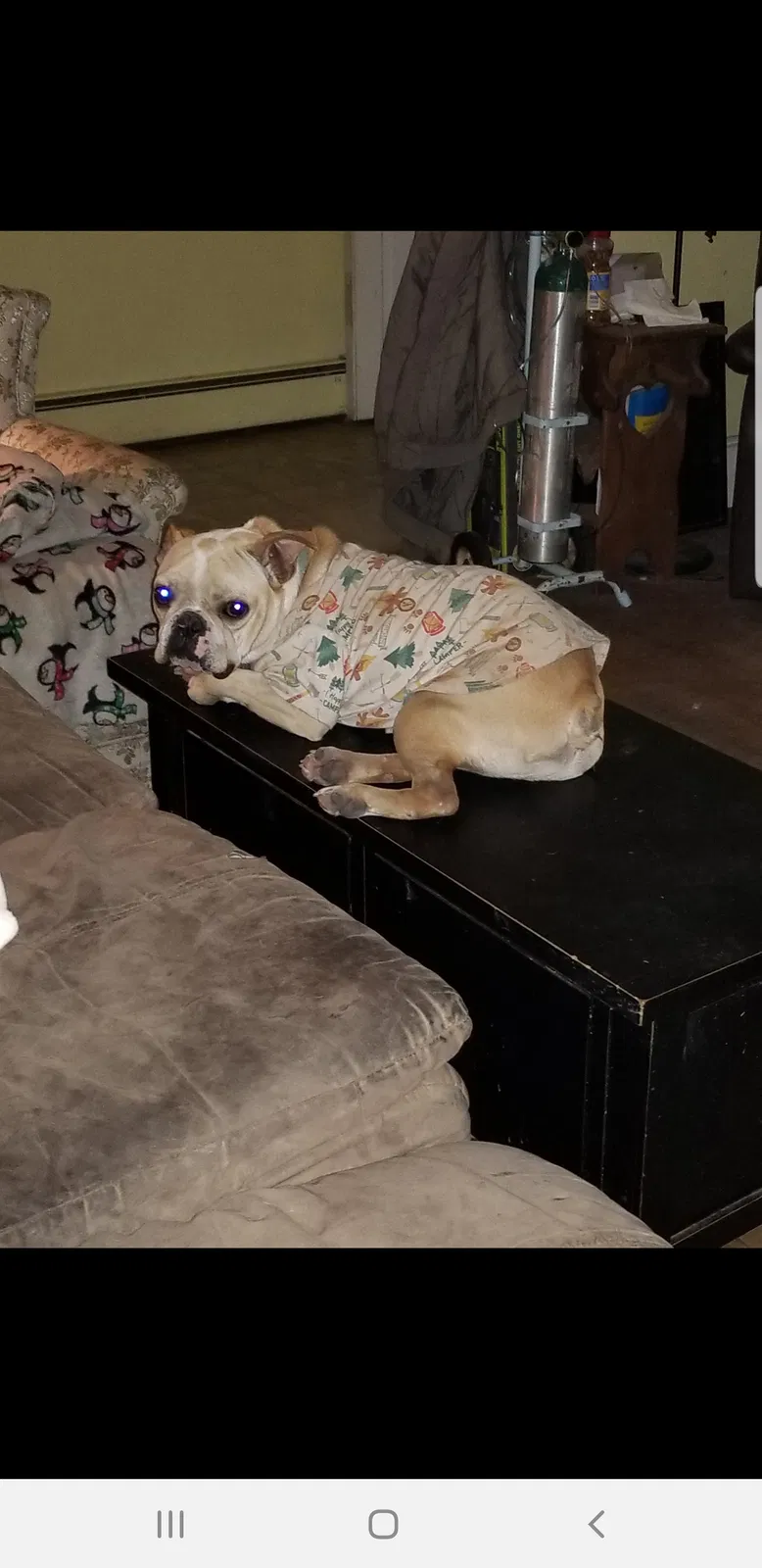 Lost dog in Chesapeake, VA, 23322