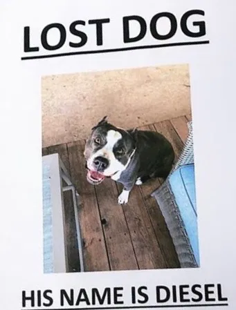Lost dog in Tulsa, OK, 74128