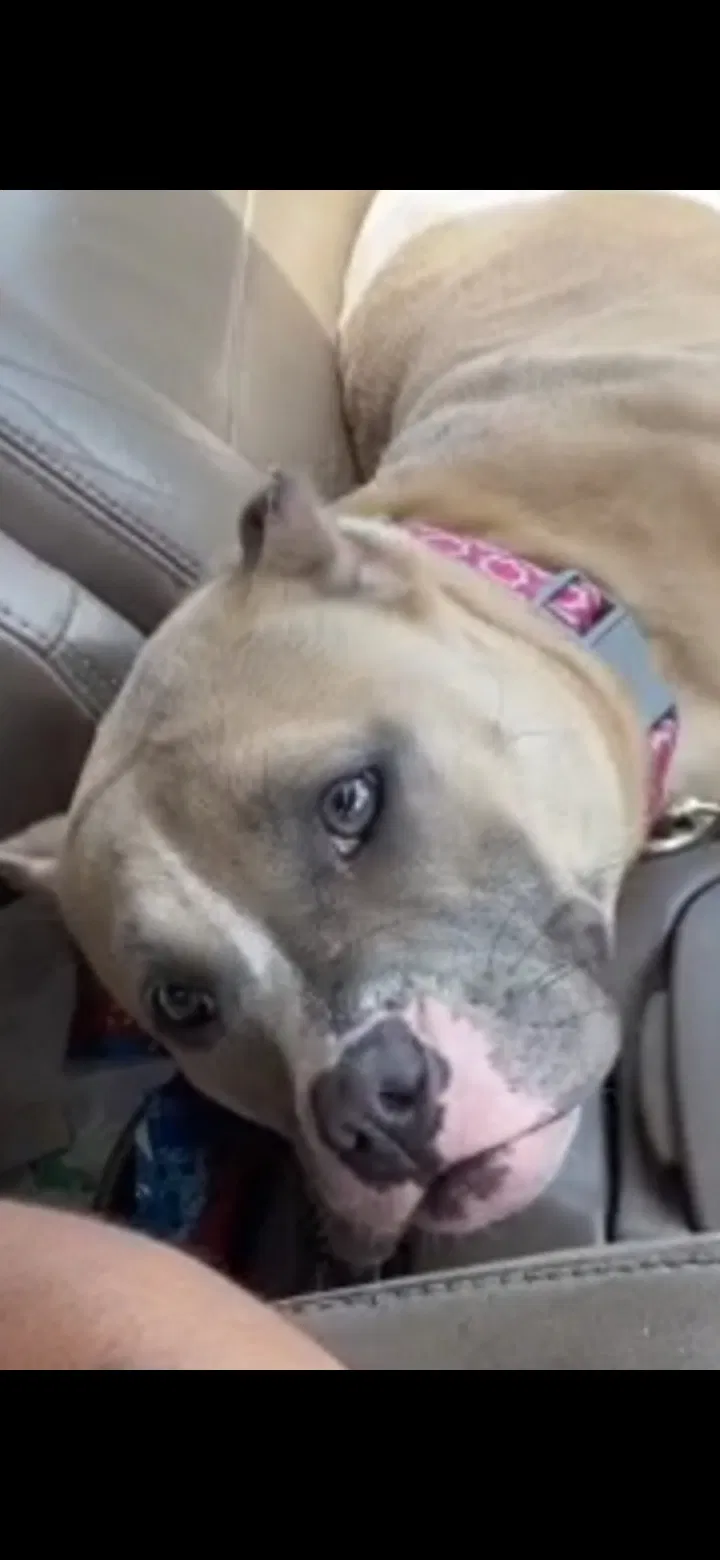 Lost dog in Milwaukee, WI, 53209