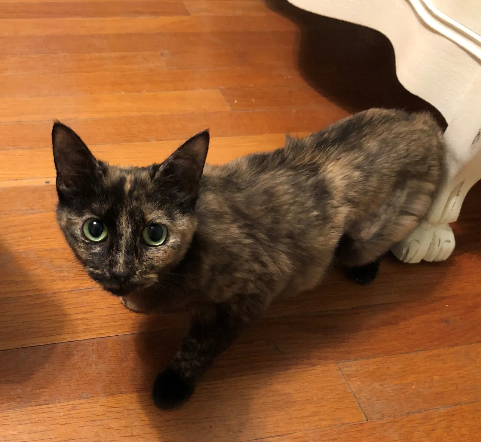 Lost cat in Richmond, VA, 23227