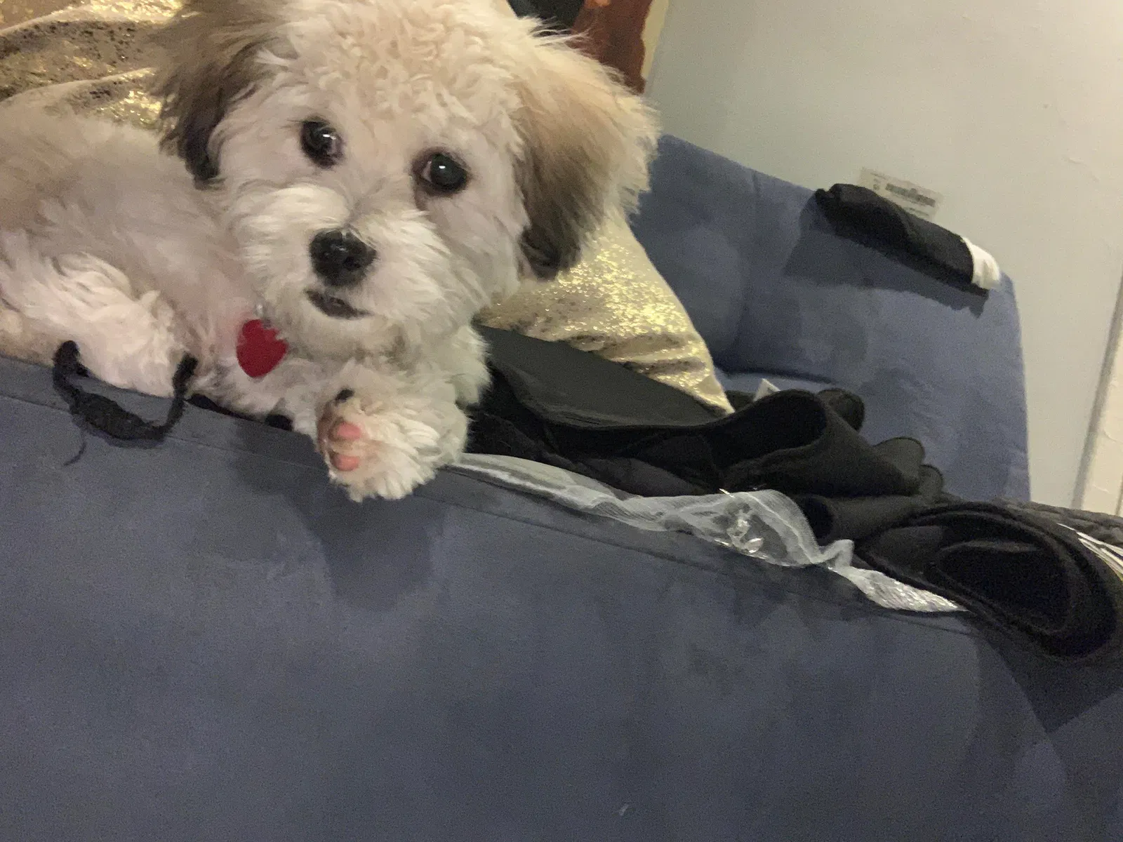 Lost dog in Brooklyn, NY, 11213
