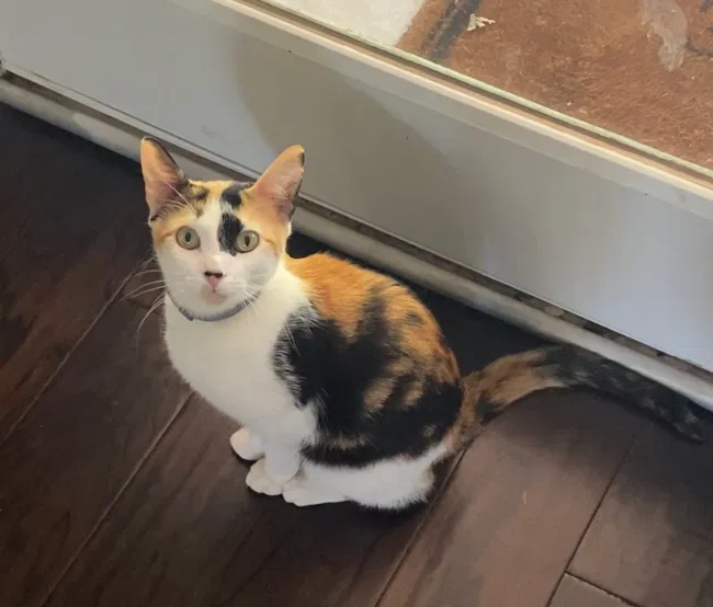 Lost cat in Lilburn, GA, 30047