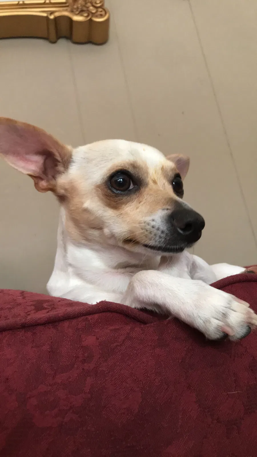 Lost dog in Greenville, SC, 29615