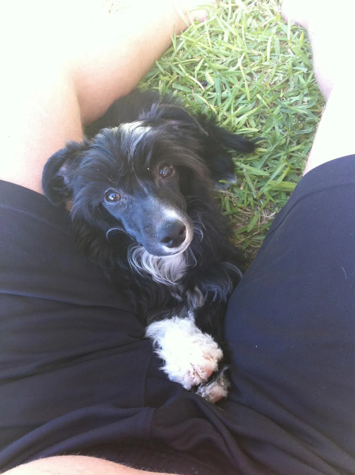 Lost dog in Tulsa, OK, 74112