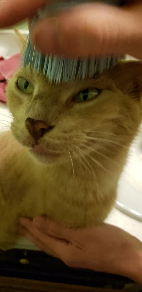 Lost cat in Garner, NC, 27529