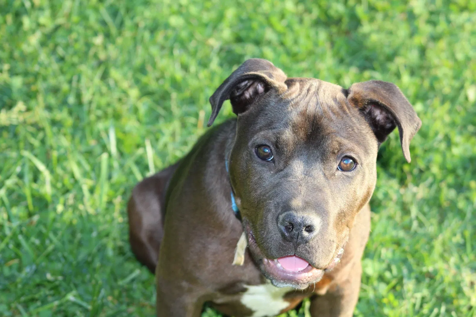Lost dog in Knoxville, TN, 37920