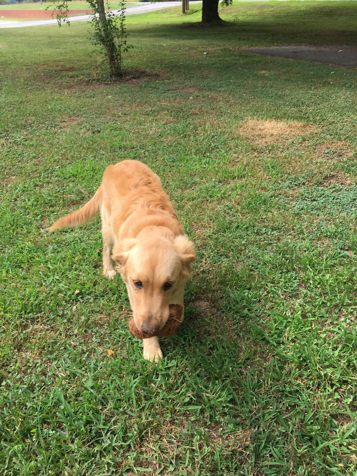 Lost dog in Inman, SC, 29349