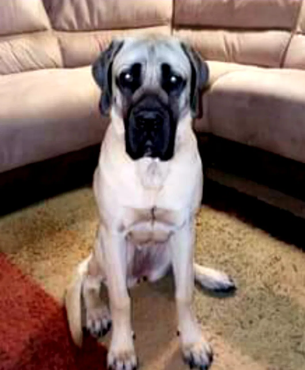 Lost dog in Morganton, NC, 28655