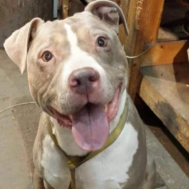 Lost dog in Grand Rapids, MI, 49548
