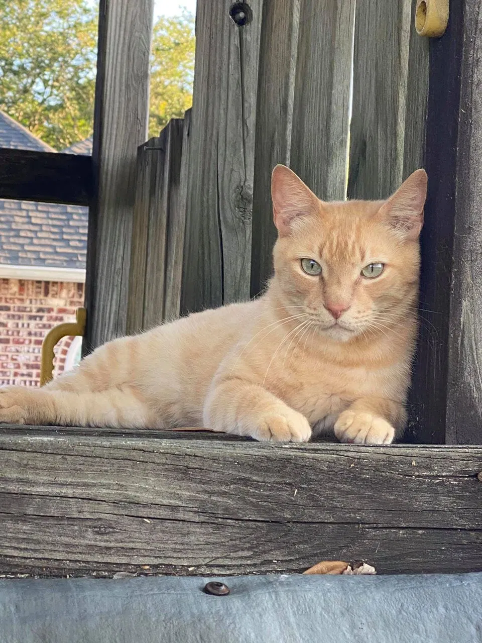 Lost cat in Walker, LA, 70785