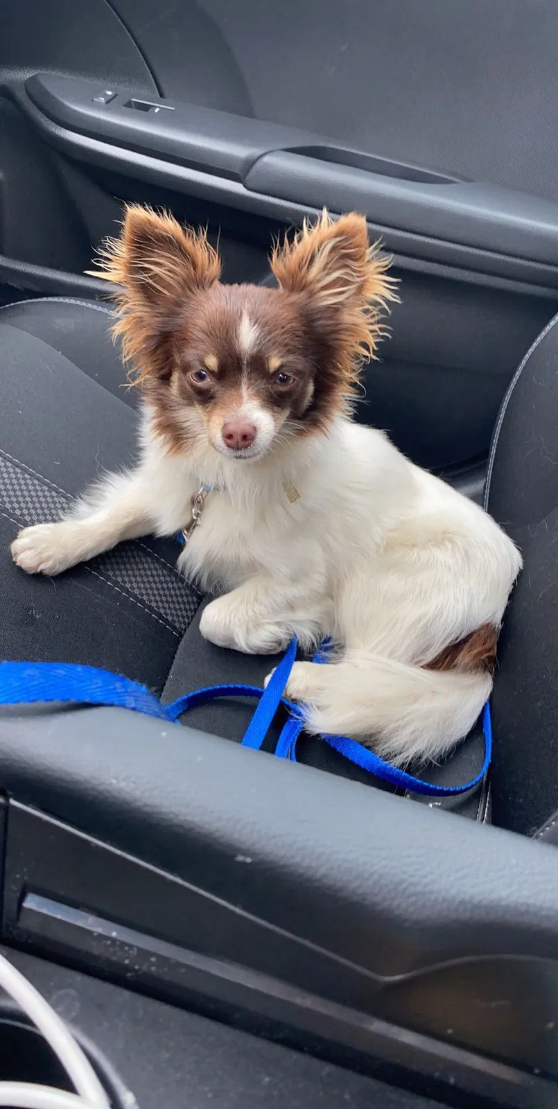 Lost dog in Doswell, VA, 23047