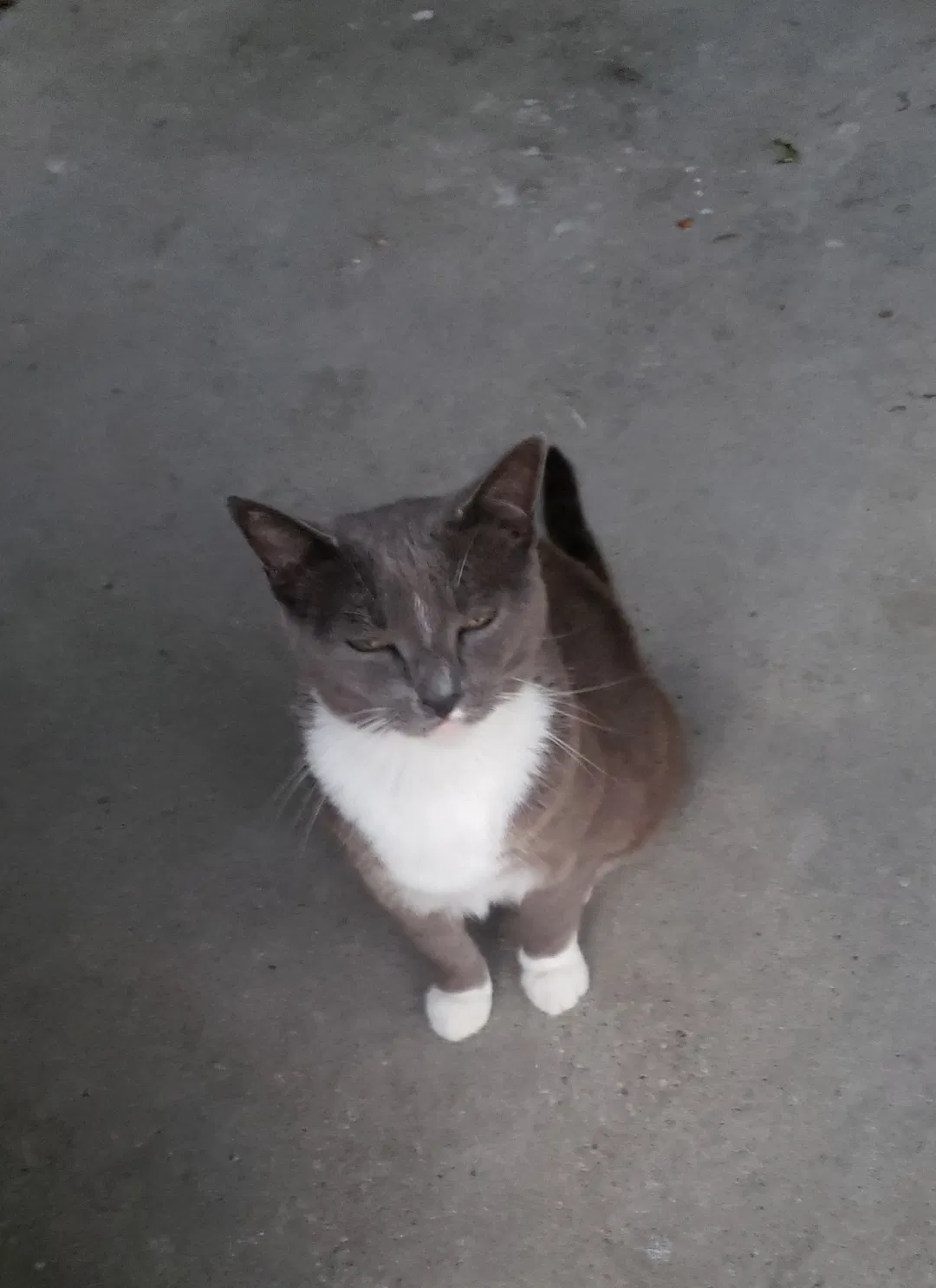 Lost cat in Harvey, LA, 70058