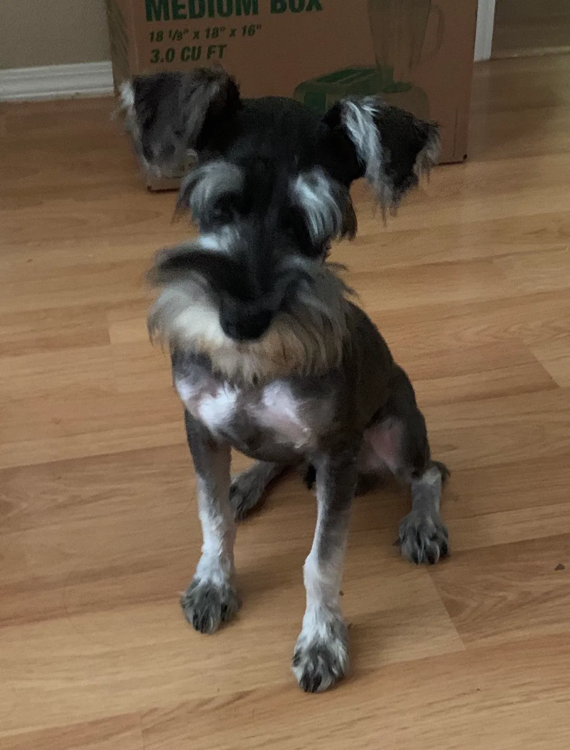 Lost dog in Claremore, OK, 74017