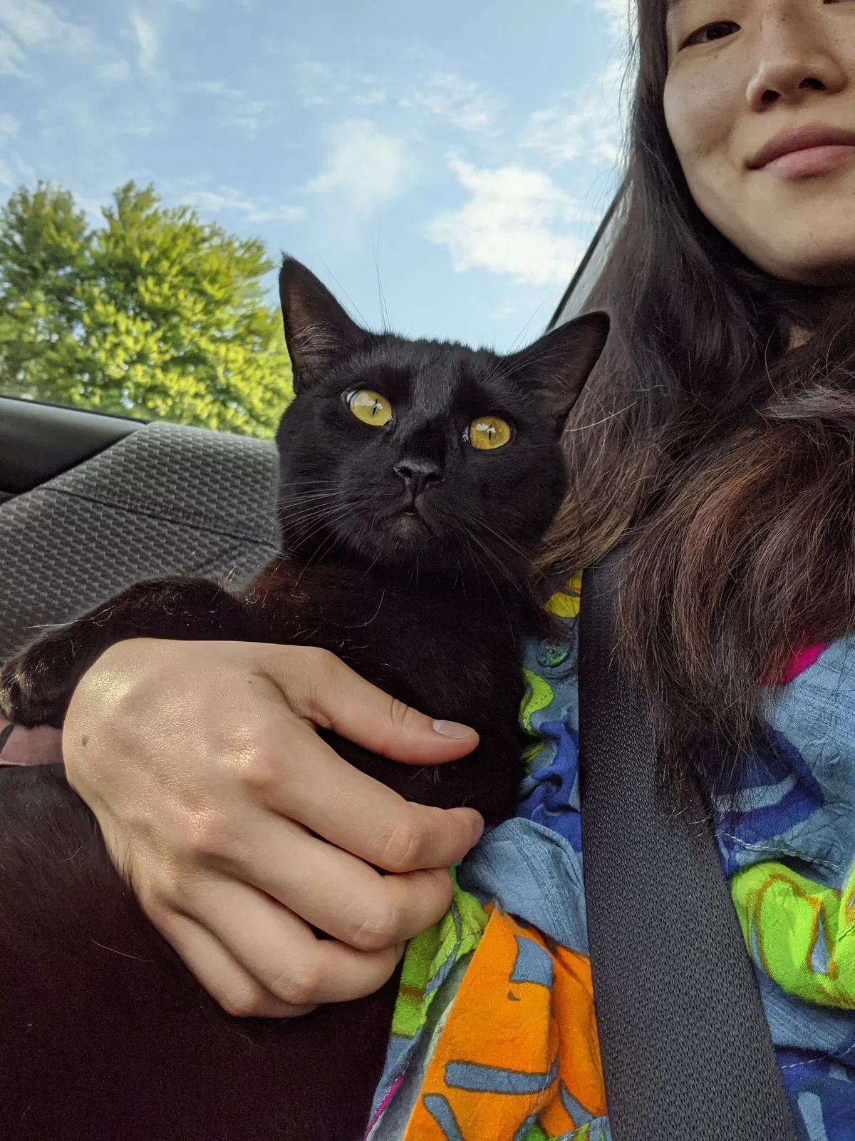 Lost cat in Portland, OR, 97205