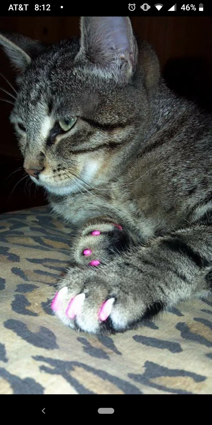 Lost cat in Little Rock, AR, 72223