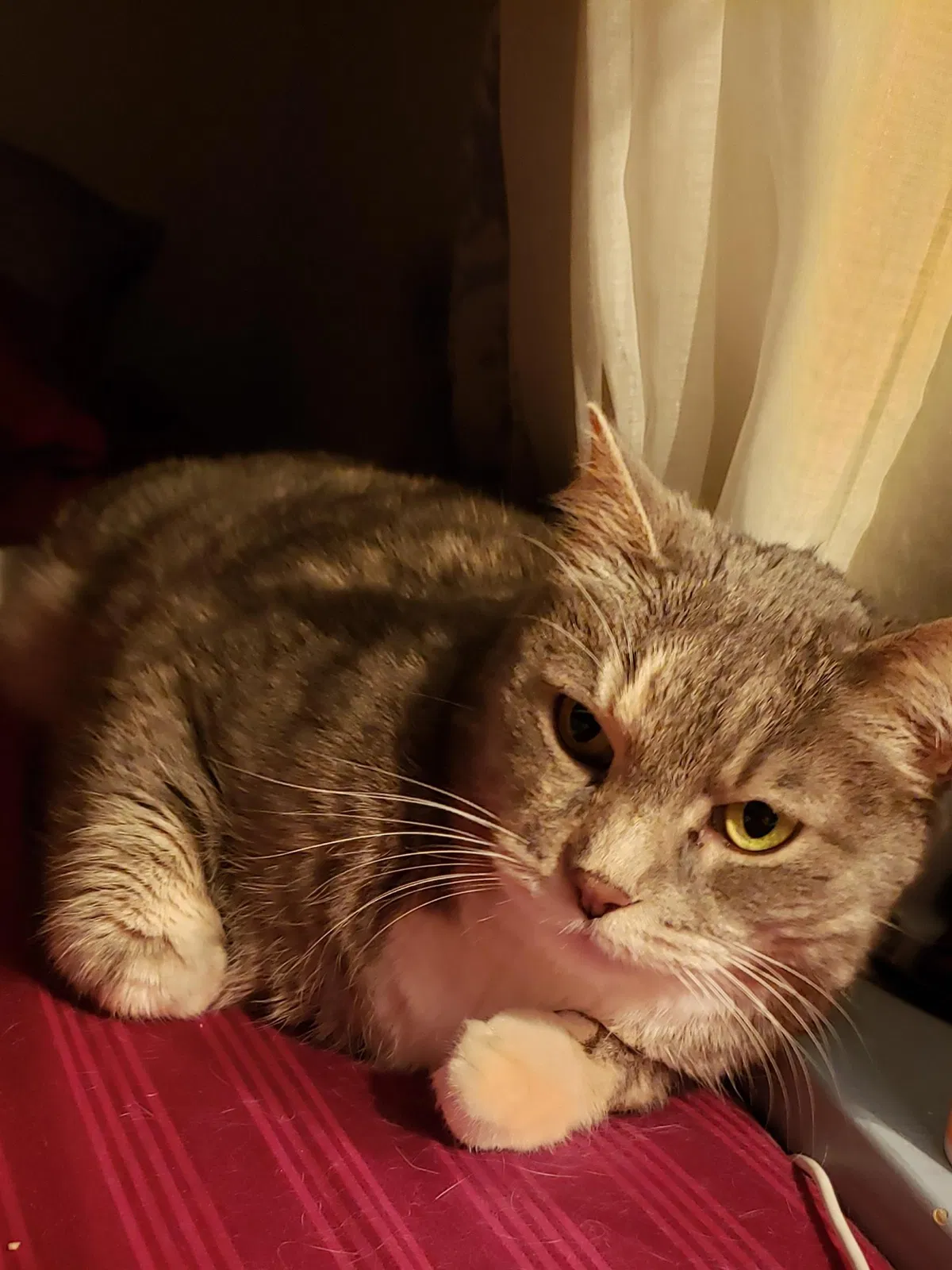 Lost cat in Colorado Springs, CO, 80906