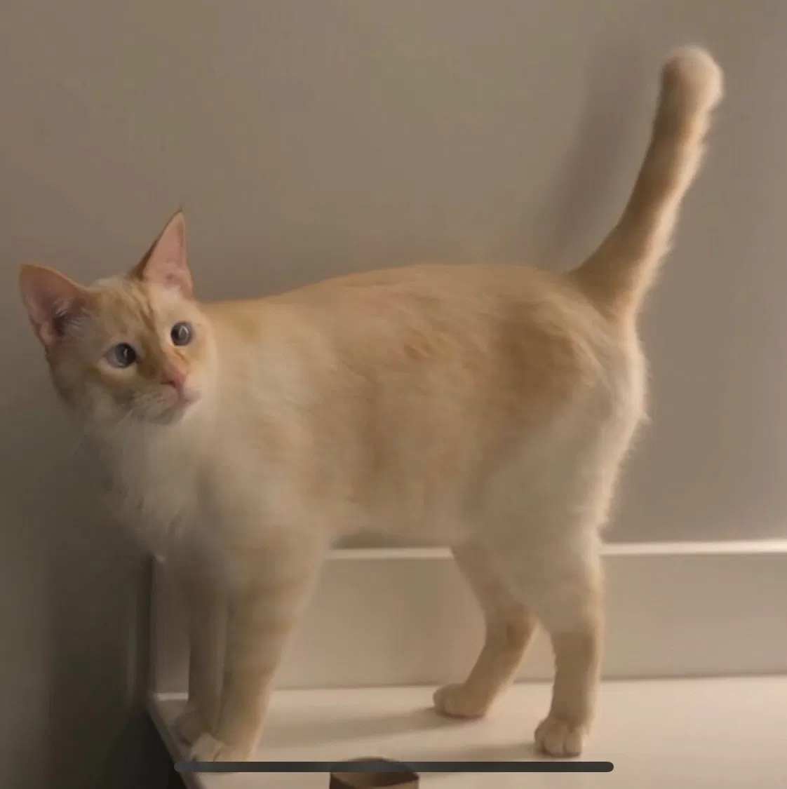 Lost cat in Little Rock, AR, 72212