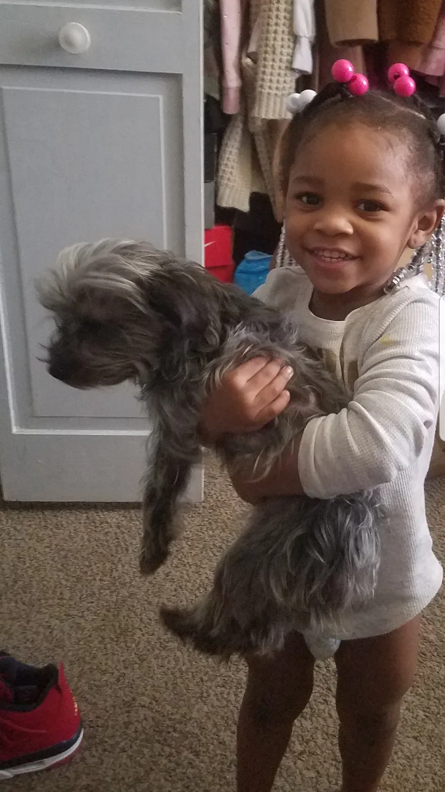 Lost dog in Syracuse, NY, 13203