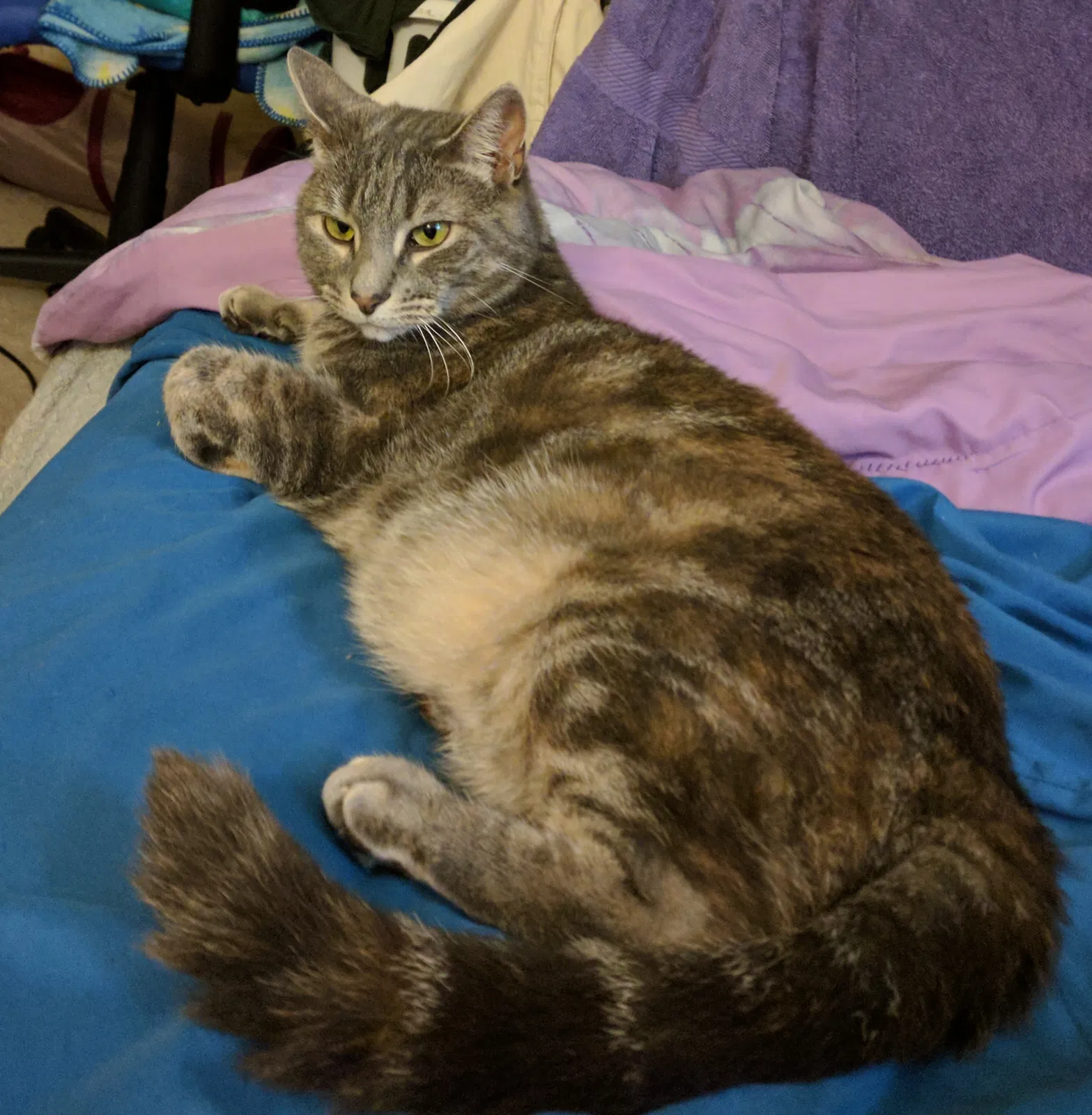 Lost cat in Westminster, MD, 21157