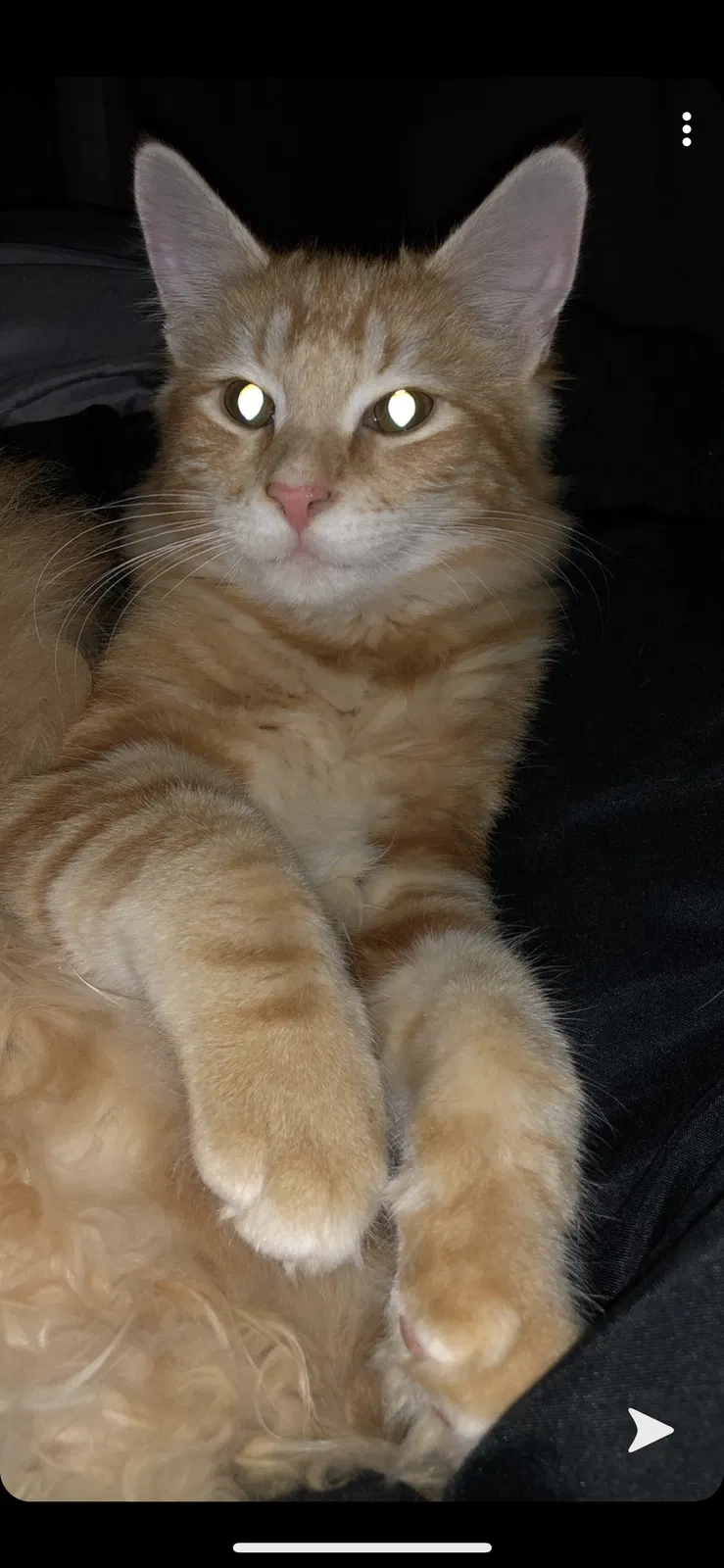 Lost cat in King, NC, 27021