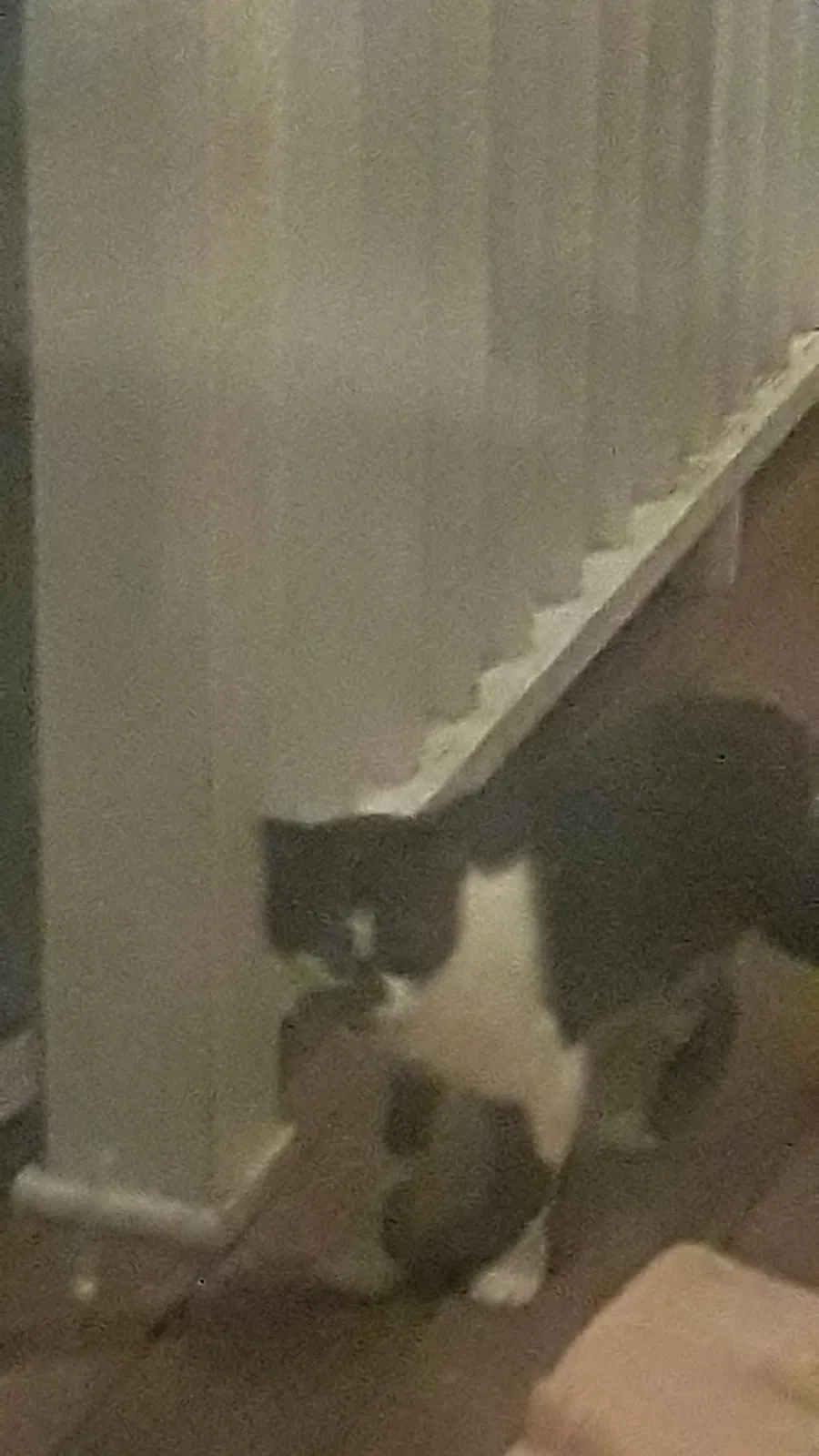 Found cat in Mebane, NC, 27302