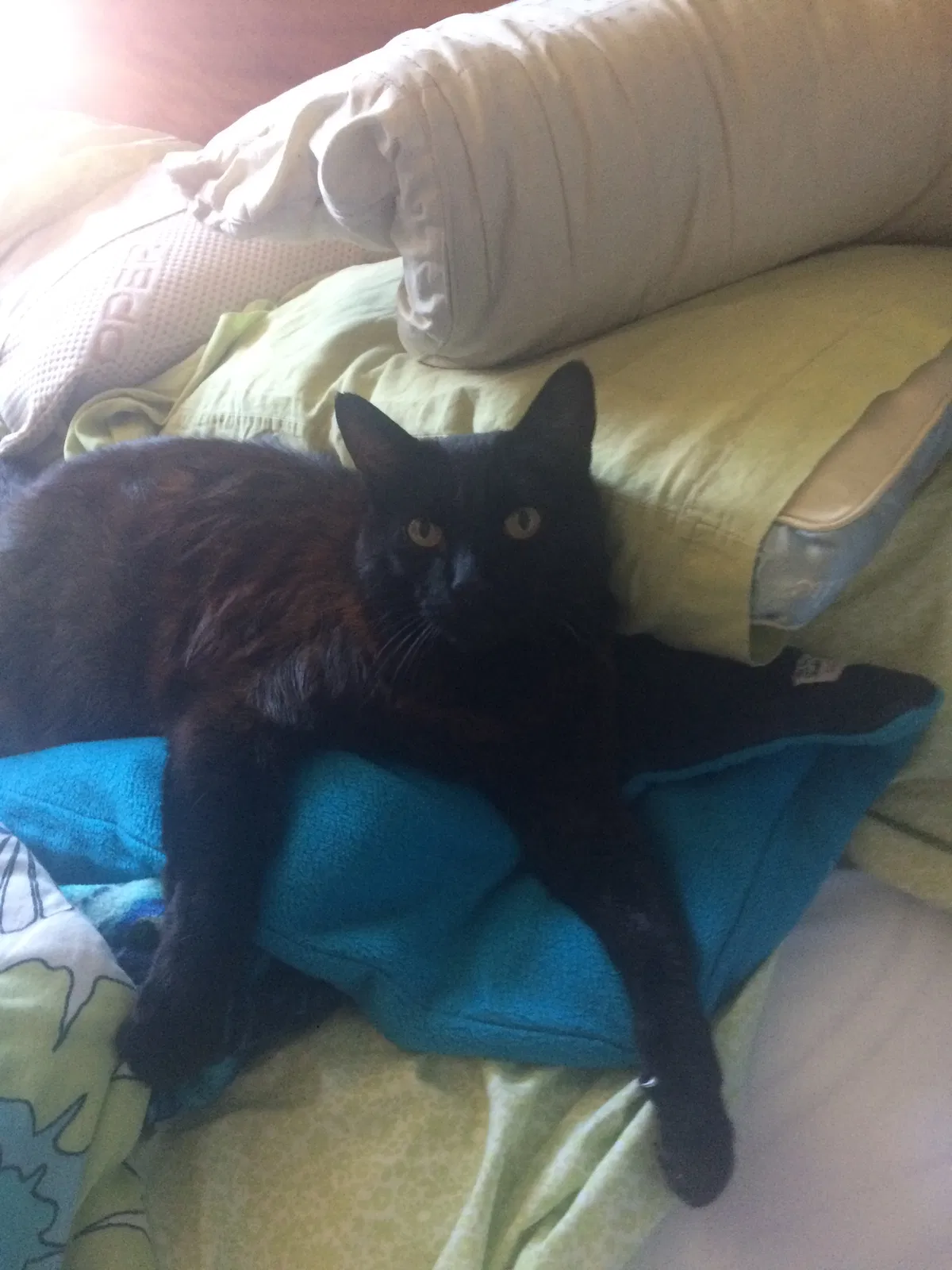Lost cat in Newark, CA, 94560