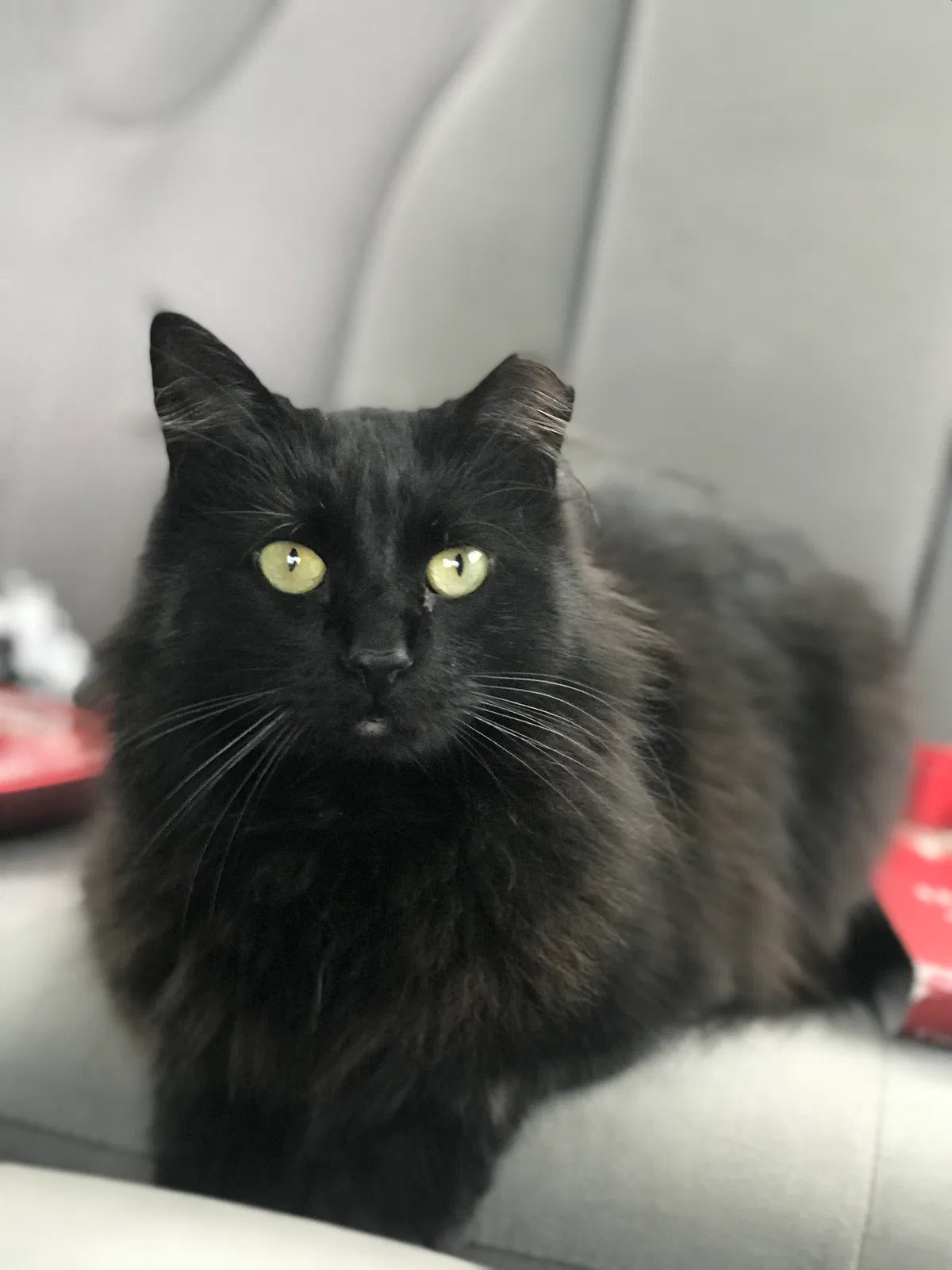 Lost cat in New Britain, CT, 6052