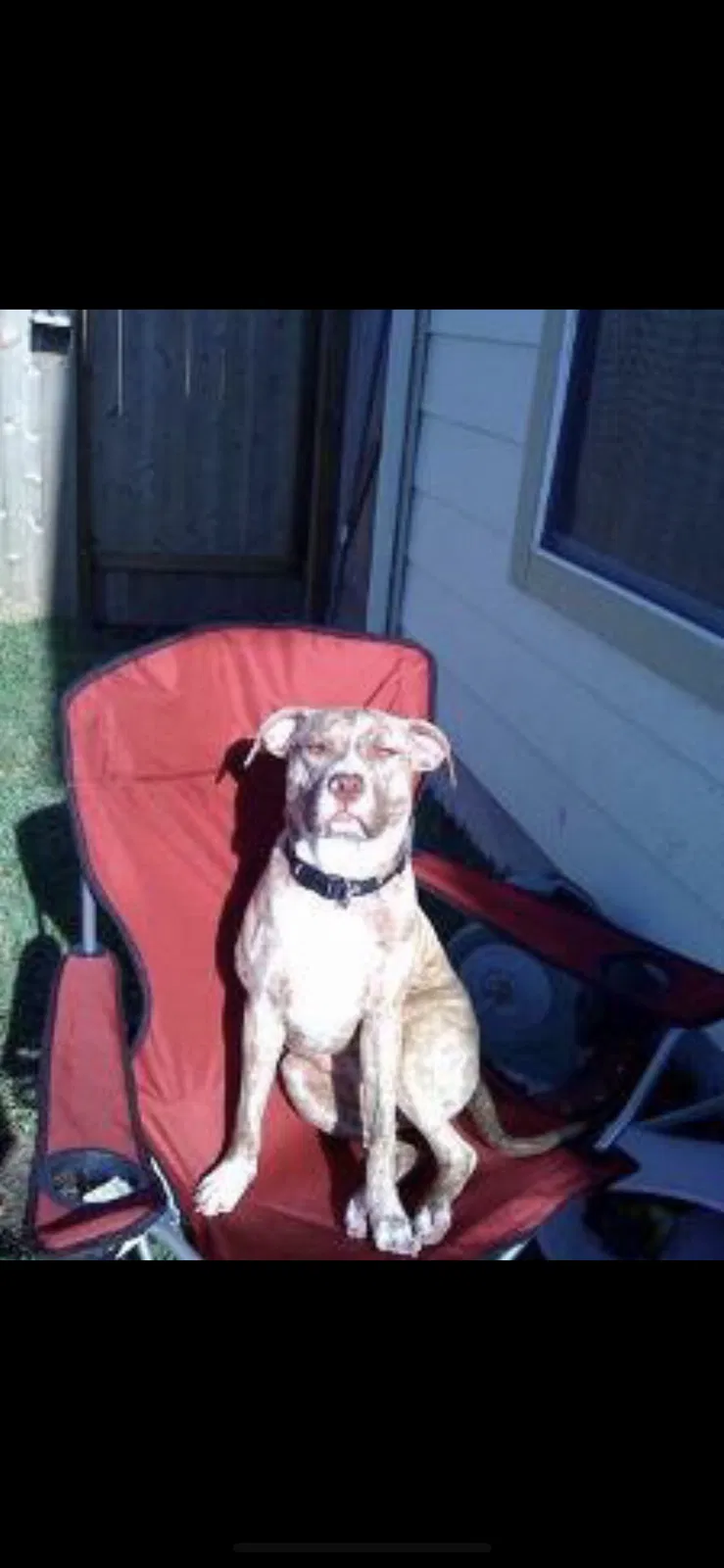 Lost dog in Missouri City, TX, 77459