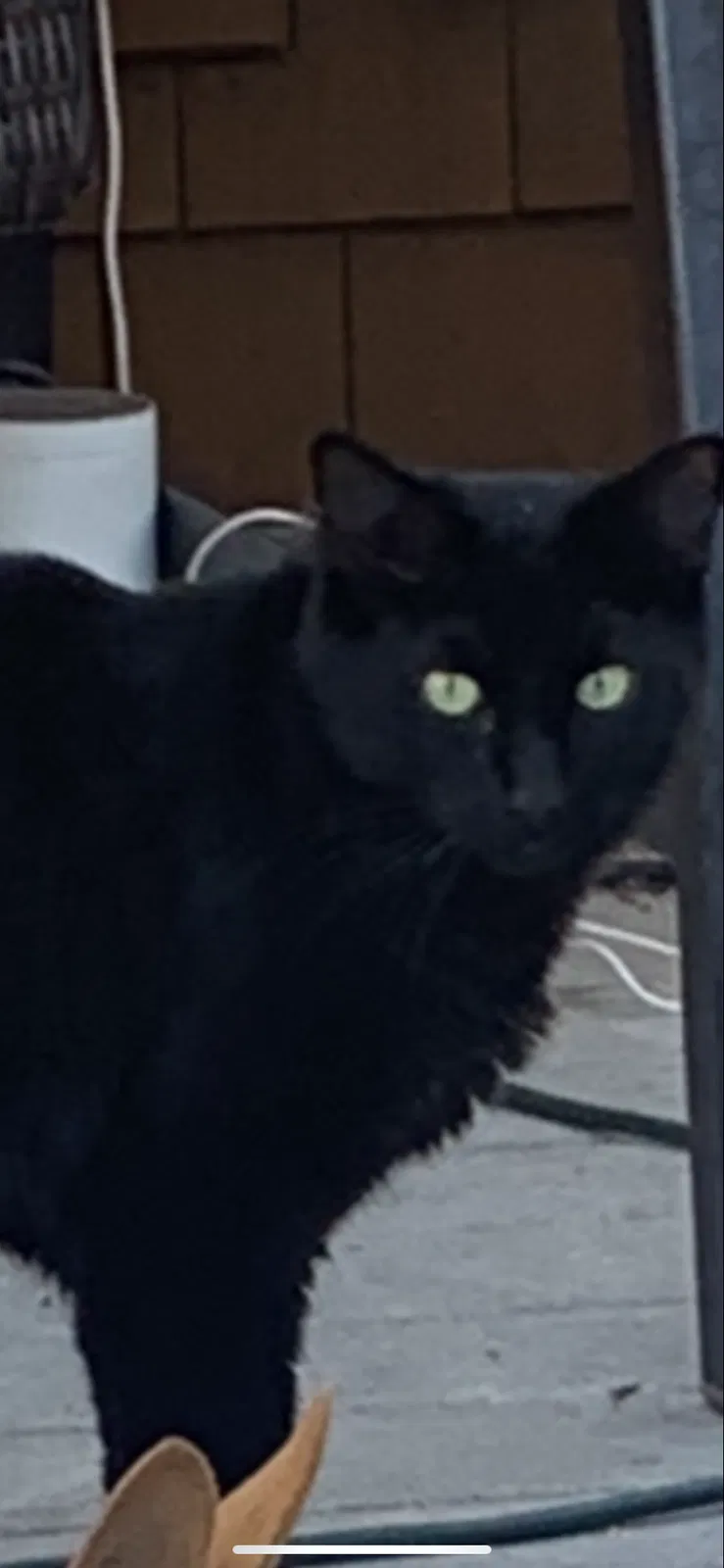 Lost cat in Novato, CA, 94949