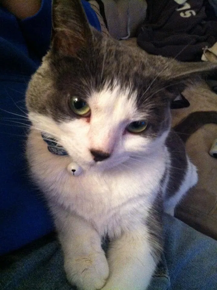 Lost cat in Virginia Beach, VA, 23456