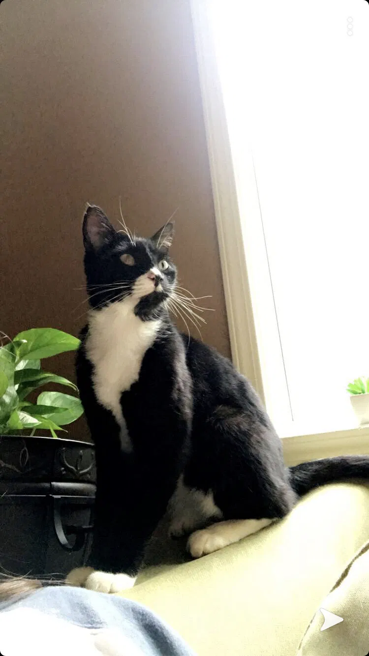 Lost cat in Dallas, GA, 30132